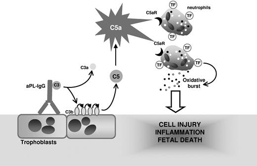 Figure 7. Mechanism of aPL-induced TF increase and fetal death. APL antibodies are preferentially targeted to the placenta where they activate complement leading to the generation of potent anaphylatoxin C5a. C5a attracts and activates neutrophils. As a result of C5a-C5aR interaction, neutrophils express TF. TF on neutrophils contribute to oxidative burst and subsequent trophoblast injury and ultimately fetal death.