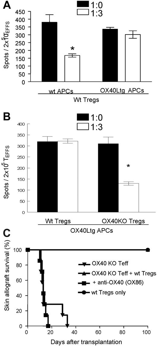 Figure 5. Suppression of IFN-γ production by CD4+GFP(Foxp3)+ Tregs with or without OX40 stimulation. (A) CD4+GFP(Foxp3)− T effector cells sorted from OX40KO foxp3gfpKI mice were stimulated with anti-CD3 plus wt APCs or OX40Ltg APCs, IFN-γ production by the T effector cells in the presence or absence of wt CD4+GFP(Foxp3)+ Tregs was analyzed by ELISPOT assay. Data shown are mean (± SD) of 3 experiments. (B) OX40 deficient CD4+GFP(Foxp3)− T effector cells were stimulated with anti-CD3 plus OX40Ltg APCs. In these cultures, wt or OX40 deficient CD4+GFP(Foxp3)+ Tregs were added as indicated, and suppression of IFN-γ production was shown. Data shown are mean (± SD) of 3 independent experiments. (C) CD4+GFP(Foxp3)− T effector cells from OX40KO foxp3gfpKI mice were transferred into syngeneic Rag−/− hosts (5 × 105 cells/mouse), groups of host mice were also transferred with equal number of wt CD4+GFP(Foxp3)+ Tregs. The host mice were then grafted with DBA/2 skin grafts and treated with an agonist anti-OX40 mAb, and skin allograft survival was shown. (*) P < .05