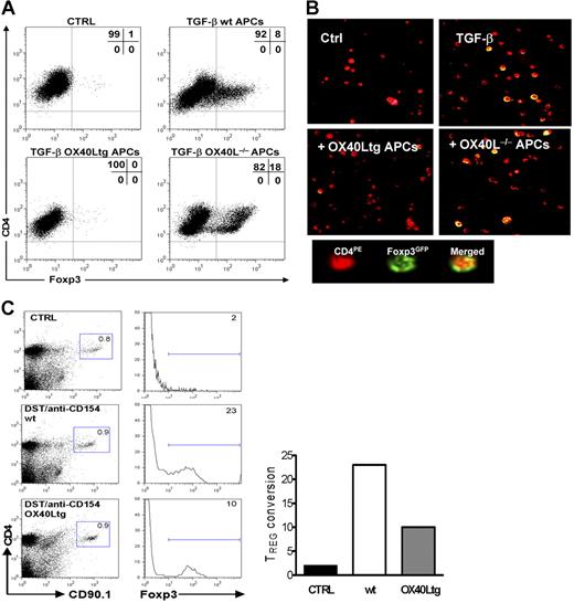 Figure 7. Effect of OX40 stimulation to T effector cells on the induction of new Foxp3+ Tregs.(A) CD4+GFP(Foxp3)− T effector cells were sorted from foxp3gfpKI mice and stimulated in vitro with anti-CD3 plus wt APCs, OX40Ltg APCs or OX40L−/− APCs in the presence or absence of TGF-β, and induction of GFP(Foxp3)+ cells was determined 4 days later by gating onto the CD4+ fraction. The FACS plot shown is the representative data of 4 individual experiments. (B) The experiments were set up as described in panel A, and the image shown was captured by confocal microscopy 4 days after the culture using a Nikon Eclipse 80i system equipped with E-max software (Nikon Instruments, Melville, NY) (40×/0.75 NA oil immersion lens). Cells were labeled with PE-antimouse CD4. (C) CD4+CD25− T effector cells were sorted from congenic CD90.1 mice and adoptively transferred into wt C57BL/6 and OX40Ltg mice (CD90.2). The host mice were treated with DST and anti-CD154. Induction of Foxp3 expression in the CD90.1+ fraction in the host spleen was determined by intracellular staining for the Foxp3 protein 6 days later. Data shown are representative of 3 experiments. (A,C) Numbers are the relative percentage of cells in each region given by the flow cytometer.