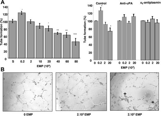 Figure 4. EMPs affect the angiogenic properties of endothelial progenitors in vitro: effects on tube formation in matrigel. EPDC in RPMI/10% FCS and varying amounts of EMPs were plated on matrigel, and tube formation was evaluated after 24 hours of incubation. (A) Biphasic effect of EMPs on tube formation: at low EMP concentrations (≤ 2.103/well), polygon number and tube formation increased by 20% (P = .012, n = 12) over control (S: EMP last washing supernatant). However, higher amounts of EMPs (≥ 2.105 EMP/well) had the reverse effect and progressively decreased the number of tubes to 50% at 8.105 EMP/well. Stars indicate significant changes (*P < .05, **P < .01, ***P < .001). Results are the mean (± SD) of 12 independent experiments. (B) Inverted light microscope representative images (400 × magnification) showing EPDC tube formation in matrigel in the absence and presence of 2.103 or 2.105 EMPs per well. Asterisks indicate retracted cell clusters. Slides were viewed with an inverted Nikon light microscope (Nikon, Melville, NY) using an Olympus lens (40×/0.60; Olympus, Tokyo, Japan). Images were acquired using a Nikon model DXM 1200F camera and were processed with Lucia G software (both from Nikon) and Adobe Photoshop version 7.0 software (Adobe Systems, San Jose, CA). (C) Experiments were performed in the presence of inhibitors of either plasmin formation (anti-uPA antibody) or activity (α2-antiplasmin, α2-AP). The biphasic effect of EMPs on tube formation (left bar panel) was abolished by the anti-uPA antibody (middle) and by α2-AP (right). Asterisks indicate significant changes (P < .05). Results are the mean (± SD) of 3 independent experiments.