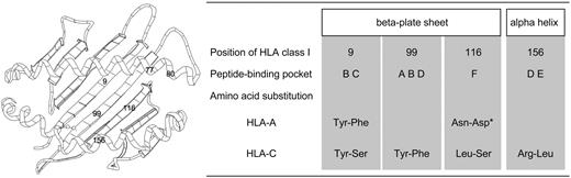 Figure 2. Schematic presentation of HLA class I molecule and summary of features of significant amino acid substituted positions. Numbers in schema of HLA molecule indicate substituted amino acid positions that were elucidated as significant risk factor for severe aGVHD. Positions 9, 99, and 116 are located in the beta-plated sheet and positions 77, 80, and 156 in the alpha helix of HLA class I molecule (left). Positions 77 and 80 are associated with KIR2DL ligand in HLA-C molecule. Position 9 constitutes peptide-binding pockets B and C; position 99 constitutes A, B, and D pockets; position 116 constitutes F pocket; and position 156 constitutes D and E pockets (right). For example, Tyr-Phe indicated amino acid substitution at indicated position in HLA molecule at which donor had tyrosine and patient phenylalanine. Tyr indicates tyrosine; Phe, phenylalanine; Asn, asparagine; Asp, asparatic acid; Ser, serine; Lys, lysine; Leu, leucine; and Arg, arginine. *Result of base analysis was significant but result of validating analysis using bootstrap resampling was not. Results of analysis were thus judged not to be statistically significant.