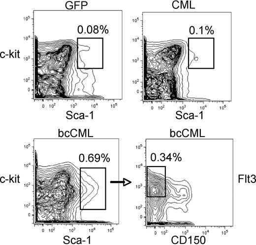 Figure 4. Phenotypic analysis of normal versus leukemic stem-cell populations. Examples of stem-cell phenotyping are shown for GFP control (top left), CML (top right), and bcCML (bottom panels) populations. In each case, cells were first gated on the Lin− population. GFP and CML populations show typical labeling for stem-cell markers c-kit and sca-1. Labeling of bcCML shows reduced c-kit expression (bottom left). The CD150− and Flt3+ subpopulation of bcCML cells (bottom right) is highly enriched for LSCs (1 in 7 cells by limiting dilution). Percentages shown in each panel represent the overall frequency in the marrow population.