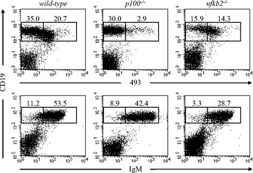 Figure 1. Reduced percentage of immature B cells in spleens from p100−/− mice. Splenocytes from 17- to 20-day-old wild-type, p100−/−, and nfkb2−/− mice were stained for CD19 and the early B-cell marker 493 (top row) or CD19 and IgM (bottom row) and analyzed by flow cytometry (lymphocyte gate). Numbers indicate percentages from indicated regions. Representative data from 3 to 4 experiments are shown.