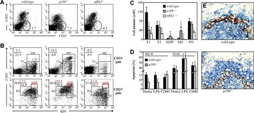 Figure 2. Mice lacking p100 have markedly increased numbers of MZ B cells. (A) Splenocytes from wild-type, p100−/−, and nfkb2−/− mice were stained for CD23 and CD21 and analyzed by flow cytometry (lymphocyte gate). Percentages indicate CD23−CD21+ MZ B cells. (B) CD23− (top row) and CD23+ (bottom row) splenocyte subpopulations from wild-type, p100−/−, and nfkb2−/− mice were analyzed for CD21 and IgM expression. Percentages of newly formed T1 B cells (CD23−CD21−IgMhi), T2 B cells (CD23+CD21+IgMhi), MZ B cells (CD23−CD21hiIgMhi), and FO B cells (CD23+CD21intIgMlo) are shown (black regions). Among the T2 B-cell subpopulation, percentages of presumed MZ precursor B cells (MZPB; CD23+CD21hiIgMhi) are indicated (red regions). Representative data from 3 to 4 experiments are shown. (C) Absolute numbers of B-cell subpopulations per 106 splenocytes from wild-type, p100−/−, and nfkb2−/− mice are shown. Error bars indicate standard deviation (SD) from at least 5 mice per genotype. (D) MZ B cells from p100−/− mice show better survival than wild-type controls. Splenocytes were cultured for 48 hours in media or stimulated with LPS or anti-CD40 mAb. Percentages of Annexin-V+ apoptotic cells in MZ and FO B-cell subpopulations are shown. Error bars indicate SD from 3 experiments. Significant differences are indicated (Student t test, *P < .05; **P < .01; ***P < .002). (E) Spleens from p100−/− mice exhibit an enlarged MZ B-cell population adjacent to MOMA-1+ macrophages. Spleen sections from age-matched wild-type and p100−/− mice were stained with anti-IgM for B cells (Vector Blue) and MOMA-1 for MMMs (DAB brown). Objective: × 40. Images were acquired through an AX70 Olympus microscope (Olympus, Hamburg, Germany) with a 40×/0.75 objective by an Olympus DP70 digital camera running analySISB Soft Imaging System software (Olympus) and processed with Adobe Photoshop 8.0 software (Adobe, San Jose, CA).
