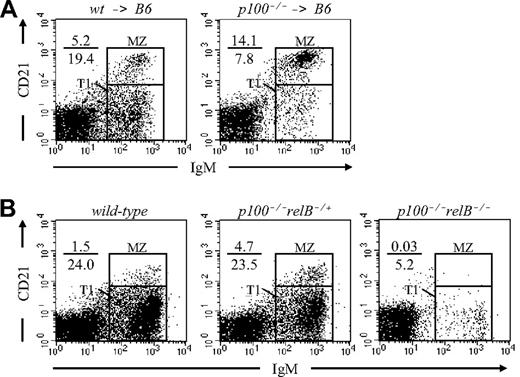 Figure 3. Accumulation of MZ B cells in p100−/− mice is cell intrinsic. (A) Lethally irradiated C57BL/6 recipients were reconstituted with either wild-type (wt → B6) or p100−/− bone marrow cells (p100−/− → B6). At 6 weeks after transplantation, splenocytes from chimeras were stained for CD23, CD21, and IgM and analyzed for MZ B cells (CD23−CD21hiIgMhi). Only CD23− lymphocytes are shown. (B) MZ B-cell accumulation in p100−/− mice is dependent on relB. Splenocytes from wild-type, p100−/−relB−/+, and p100−/−relB−/− mice were analyzed for MZ B cells as described in panel A.