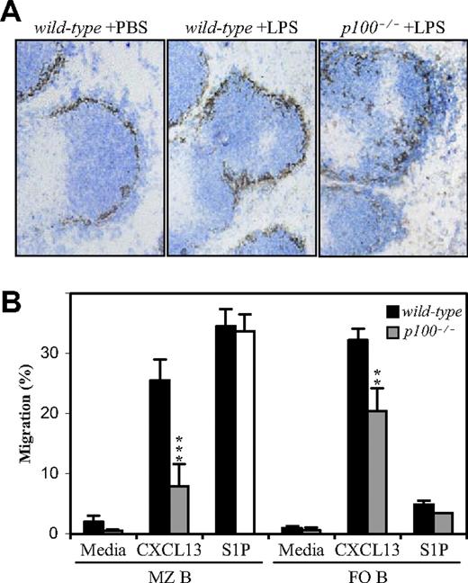 Figure 5. Impaired LPS-induced relocation of p100−/− MZ B cells. (A) Wild-type or p100−/− mice were injected with PBS or LPS as indicated. After 4 hours, spleens were removed and frozen sections were stained for IgM (blue) and MOMA-1 (brown). Note that a significant number of B cells remained outside the MOMA-1+ ring in spleens from LPS-treated p100−/− mice. Images were acquired as in Figure 2E with a 20×/0.70 objective. (B) Impaired migration of p100−/− MZ B cells to CXCL13. B-cell chemotaxis to CXCL13 and S1P was analyzed in Transwell assays. Error bars indicate SD from 3 to 4 experiments. Significant differences are indicated (Student t test, **P < .01; ***P < .002).