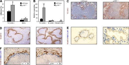 Figure 6. Increased adhesion of p100−/− MZ B cells to VCAM-1. (A) Adhesion of MZ B cells to plate-bound recombinant Fc-VCAM-1 was measured as described in “Cell culture, detection of apoptotic cells, B-cell migration, and adhesion asays.” (B) Increased mRNA expression of cell-adhesion molecules in spleens from p100−/− mice. Total RNA from wild-type and p100−/− spleens was analyzed for VCAM-1, ICAM-1, and MAdCAM-1 expression by QRT-PCR. Relative mRNA expression corrected for β-actin levels is shown. Error bars indicate SD from 3 to 4 experiments. Significant differences are indicated (Student t test, *P < .05; **P < .01). Immunohistochemical staining of spleen sections from wild-type and p100−/− mice for (C) VCAM-1 (DAB brown), (D) MZMs (MARCO+; DAB brown), and (E) MAdCAM-1 (MECA-367+; Vector Blue). Sections in panels C and D were counterstained with hematoxylin. (F) Immunohistochemical staining of spleen sections (MARCO+, DAB brown; MECA-367+, Vector Blue) from lethally irradiated C57BL/6 mice that were reconstituted with wild-type (left panel) or p100−/− bone marrow (right panel). Images were acquired as in Figure 2E, with 20×/0.70 objective (C), 10×/0.40 objective (D,E), and 40×/0.75 objective (F).
