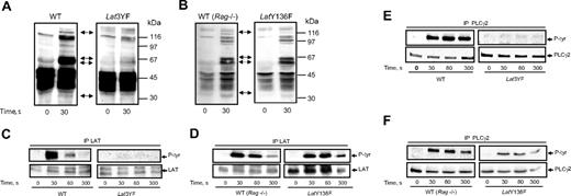 Figure 3. Effects of mutations of the C-terminal tyrosines of LAT on the tyrosine phosphorylations of PLCγ2 in response to Cvx. (A,B) Platelets from WT, Lat3YF, and LatY136F mice were stimulated by 5 nM Cvx for the time indicated. Reactions were stopped by addition of RIPA buffer, protein separated by a 12.5% SDS-PAGE, and transferred onto nitrocellulose; the tyrosine-phosphorylated proteins were detected by immunoblotting with the antiphosphotyrosine antibody 4G10. The membrane was stripped and reprobed for LAT, Syk, SLP-76, and PLCγ2; their positions are indicated by the black arrow (from the bottom of the nitrocellulose). Platelets from WT (C,D) (left panel), Lat3YF (C) (right panel), and LatY136F (D) (right panel) mice were stimulated by 5 nM Cvx for the time indicated. Reactions were stopped by addition of RIPA buffer, and LAT was immunoprecipitated using a specific antibody. Tyrosine phosphorylation of LAT was assessed by immunoblotting using the antiphosphotyrosine antibody 4G10 (top panels). The membrane was stripped and reprobed for LAT with the anti-LAT antibody (bottom panels). PLCγ2 was immunoprecipitated from the lysate of platelets from WT (E,F) (left panel), Lat3YF (E) (right panel), and LatY136F (F) (right panel) mice stimulated by 5 nM Cvx for the indicated times. Tyrosine phosphorylation of PLCγ2 was assessed by immunoblotting using the antiphosphotyrosine antibody 4G10 (top panels). The membrane was stripped and reprobed for PLCγ2 with the anti-PLCγ2 antibody (bottom panels). Results are representative of 3 independent experiments.