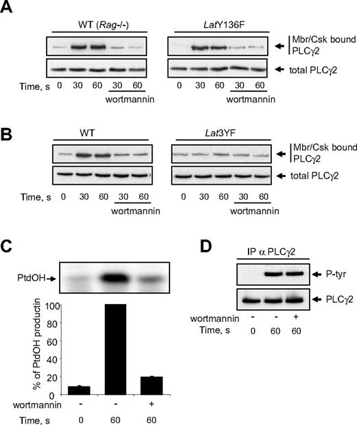 Figure 6. Mutation of tyrosine 136 of LAT does not affect GPVI-dependent membranes/cytoskeleton recruitment of PLCγ2. WT, LatY136F (A), and Lat3YF (B) platelets treated or not with the PI3K inhibitor wortmannin (50 nM) were stimulated by 5 nM Cvx for the indicated times. (A,B) Half of the cells were analyzed for the total amount of PLC-γ2 (bottom panels), and the other half were immediately permeabilized by saponin for cytosol depletion. After centrifugation (12 000g for 40 seconds), the pellet (corresponding to the membranes and cytoskeleton fraction; Mbr/Csk) was suspended in Laemli sample buffer, and the amount of PLC-γ2 was analyzed by immunoblotting (top panels). The effect of PI3K inhibition by wortmannin on PtdOH formation (C) and PLCγ2 tyrosine phosphorylation (D) of platelets from WT mice was then analyzed. Results are means plus or minus SEM of 3 experiments.