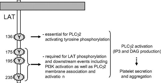 Figure 7. A schematic model highlighting the essential role of the tyrosine residues of LAT involved in PLCγ2 activation upon GPVI triggering in platelets.