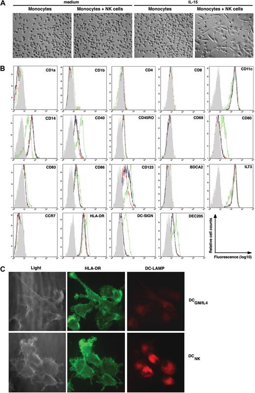 Figure 1. IL-15–stimulated NK cells induce monocyte differentiation into DCNK in vitro. (A) Phase contrast microscopy (original magnification, ×100; 10×/0.30 phase objective lens) pictures showing (left to right): monocytes cultured for 6 days in medium alone, monocytes cocultured with NK cells in medium alone, monocytes cultured in the presence of IL-15, or monocytes cultured with NK cells in the presence of IL-15, as indicated on the top of each picture. Images were acquired at 25°C using the equipment described in “Antibodies, enzyme-linked immunosorbent assay, and immunofluorescence,” are representative of 5 separate experiments. (B) Histograms show the phenotype of monocytes after culture in medium alone (black line), or in the presence of IL-15 (blue line), and monocytes that have been cocultured with NK cells in medium alone (red line), or in the presence of IL-15 (green line). The gray histogram represents the isotype control staining of monocytes that have been cocultured with NK cells in the presence of IL-15 (ie DCNK). The data are representative of 3 separate experiments. (C) Light microscopy (left panels) of DCs generated from monocytes upon NK-cell coculture (DCNK bottom) or DCs generated from monocytes in the presence of GM-CSF and IL-4 (DCGM/IL4 top). The DCs were surface stained with anti–HLA-DR (FITC, middle panels) and intracellular DC-LAMP (PE, right panels) and imaged by fluorescence microscopy (original magnification, ×630; 63×/1.40-0.60 oil-immersion objective lens). The results shown are representative of 2 separate experiments.