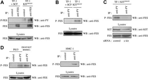 Figure 1. FES is phosphorylated in cells that harbor KITD816V. Immunoprecipitations (IPs) were carried out on soluble cell lysates (SCLs) of serum-starved cells. SCLs were also directly probed with anti-FES to show equivalent quantity of proteins in all lysates. (A) IPs were done on SCLs of TF-1 cells with anti-FES antibody or with an isotype-matched irrelevant antibody (IP control), followed by Western blotting (WB) with an antiphosphotyrosine antibody (anti-PY) or anti-FES antibody. (B) IPs were done on SCLs from TF-1 cells with anti-PY antibody, followed by WB with anti-FES antibody. (C) Lysates from TF-1 KITD816V cells treated with siRNA were immunoprecipitated using anti-PY antibody, followed by WB with anti-FES antibody. KIT and FES protein expression were also controlled in the cell lysates. (D) IPs on lysates from mouse (P815 and D816VKIT BMMCs) or human (HMC-1) mastocytomas with anti-PY antibody or with an isotype-matched irrelevant antibody, followed by WB with anti-FES antibody. P-FES indicates phosphorylated FES protein. The data presented in each panel are representative of 1 out of at least 3 independent experiments.