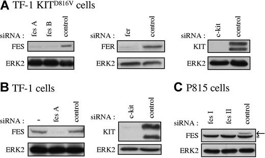 Figure 2. Specific reduction of FES, FER, and KIT proteins in cultured cells. FES, FER, and KIT protein expression in TF-1 KITD816V cells (A), TF-1 cells (B), and P815 cells (C) treated with the corresponding specific siRNAs were analyzed by Western blot. SCLs were prepared 48 hours following transfection, and 30 μg of proteins were loaded per lane. As loading control, ERK2 expression was assessed. fes A and fes B are 2 independent human fes siRNAs. fes I and fes II are 2 independent mouse fes siRNAs (“siRNA transfection”). (B) — indicates lysate of cells not treated with siRNA. (C) Arrow shows FES protein. *Nonspecific band in P815 cells.