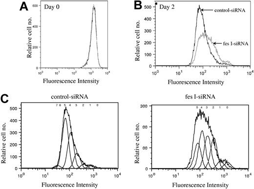 Figure 4. Depletion of FES disturbs cell cycle. P815 cells transfected with either control or fes siRNAs were labeled with CFSE. Histogram plots represent the profiles for the 2 populations, fes I siRNA (gray line) and control siRNA (black line) on day 0 (A) and 2 days following labeling (B,C). (C) The estimated number of cell divisions is indicated above the histogram. The analyses were done with FlowJo software. These profiles represent 1 of 3 independent experiments that gave similar results.