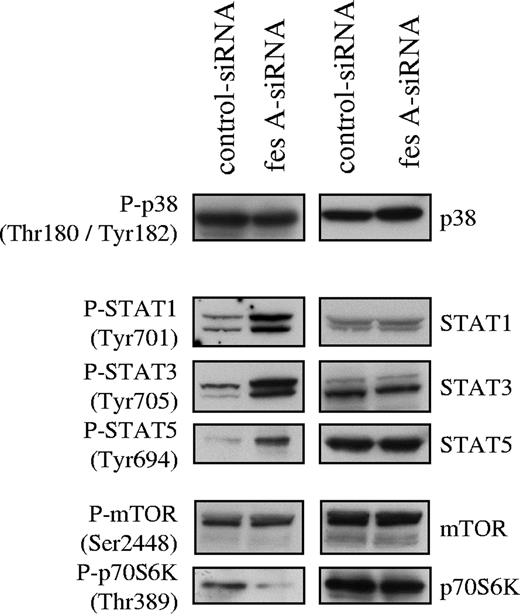 Figure 6. Effect of fes siRNA on phosphorylation of STAT proteins and p70 S6 kinase. TF-1 KITD816V cells treated with either control or fes siRNAs were serum-starved for 16 hours. SCLs were immunoblotted with indicated anti-phospho antibodies and after stripping, reprobed with specific antisera. Similar results were obtained in 3 independent experiments.