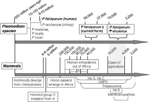 Figure 1. Co-evolution of P falciparum malaria and humans.