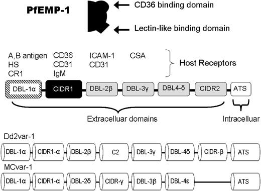 Figure 2. The PfEMP-1 molecule, protein domains, and gene structure.112 The cartoon at the top indicates that PfEMP-1 contains both a CD36-binding domain and a lectin-like binding domain. This depiction is used in Figures 3 and 4. A schematic of the expressed PfEMP-1 protein is shown in the center. DBL-1α, far left in stripe binds to blood group A or B determinants. The CD36-binding region (cysteine-rich interdomain region-1) is shown in black. Two different examples of var genes encoding PfEMP-1 are shown at the bottom. For each parasite, a single PfEMP-1 protein, selected from among 50 to 60 different var genes, is expressed on the RBC surface.112 HS, heparan sulfate; CR1, complement receptor 1; ICAM-1, intracellular adhesion molecule 1; CSA, chondroitin sulfate A; ATS, acid terminal segment.