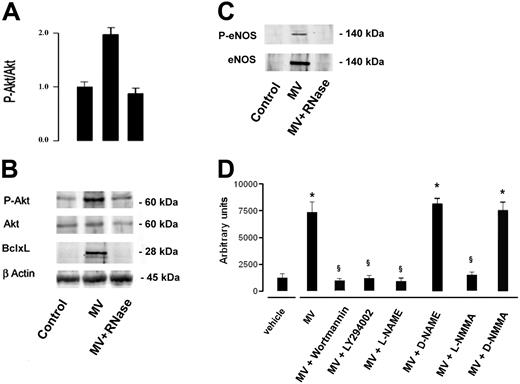 Figure 7. MVs induced Akt activation and expression of Bcl-xL and eNOS. Cell lysates (30 μg of protein) were immunoblotted with anti–P-Akt, -Akt, – Bcl-xL or -βactin Abs. (A) Densitometric analysis of P-Akt/Akt ratio. Data of P-Akt/Akt ratio are expressed as mean (± 1 SD) from 3 different experiments. (B) Representative immunoblots of P-Akt, Akt, and Bcl-xL expression. Control HMECs were serum starved for 24 hours. HMECs serum-starved were stimulated with 10 μg/mL MVs or RNase-treated MVs for 24 hours. (C) Incubation of HMECs with MVs induced expression of e-NOS; the eNOS activation was indicated by its phosphorylation at ser1177 (P-eNOS). (D) Organization of HMECs into capillary-like structures on Matrigel was inhibited by PI3K inhibitors wortmannin (0.1 μM) and LY294002 (10 μM) and by the NOS inhibitors L-NAME (10 μM) and L-NMMA (10 μM). D-NAME and D-NMMA were ineffective. Data are expressed as mean (± 1 SD) from 3 different experiments. Analysis of variance with Newmann-Keuls multicomparison test was performed; *P < .05 MVs, MV + D-NAME or MVs + D-NMMA versus vehicle; §P < .05 MVs + PI3K or NOS inhibitors versus MVs.
