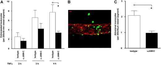 Figure 1. Anti–JAM-C mAb suppresses TNFα-stimulated monocyte accumulation in the mouse cremaster muscle tissue. (A) CX3CR1 GFP/GFP mice were injected intravenously with an isotype control mAb or the anti–JAM-C mAb H33 (both at 3 mg/kg), and 15 minutes later, mice were injected with intrascrotal TNFα (300 ng/mouse). After 2 hours, the cremaster muscle was exteriorized, and leukocyte transmigration was quantified for 2 hours at different time points by intravital microscopy. Error bars represent SEM. Results are from n = 3 mice/group, and statistical comparisons are shown by lines (*P < .05). (B) A representative micrograph of a TNFα-stimulated cremasteric venule. The fixed section was immunostained with an anti–α-SMA (SMC/pericyte marker) to visualize the venular wall (red) and contained GFP-labeled monocytes (green), reconstructed in 3D and captured by still confocal microscopy (“Intravital microscopy” and “Flow assays”) in order to optimize resolution. The image shows monocytes both in the luminal compartment and in the extravascular tissue. Scale bar equals 10 μm. (C) There was a reduction in monocytes entering the extravasculature of mice treated with blocking antibody to JAM-C. At the end of the intravital microscopy studies detailed, cremasteric tissues were dissected away from the mice and analyzed for monocyte numbers (visualized by their GFP label) in the extravascular tissue by confocal microscopy. Data show that mice treated with the anti–JAM-C mAb exhibited a significant reduction in abluminal monocyte numbers (*P < .05). Error bars represent SEM.