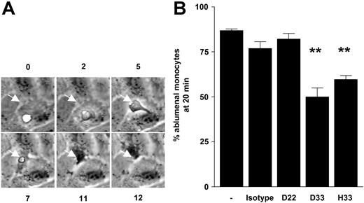 Figure 2. Transmigration of a single human monocyte on activated HUVECs under flow. (A) Human monocytes that adhere out of free flow typically activate within 1 minute, changing from a phase-white (0 minutes) to a phase-gray appearance (2 minutes) before migrating on luminal surfaces (5 minutes) to an endothelial cell junction (white arrows). Transmigration between the lumen and ablumen (7 minutes) leads to a change in phase appearance (black) as the monocyte migrates under the HUVEC monolayer (11-12 minutes). (B) There was a reduction in adherent monocytes occupying the ablumen on HUVECs with blocking mAbs to JAM-C. A 5-minute bolus of monocytes was flowed over activated HUVECs at a shear stress of 0.05 Pa. Adherent monocytes were cocultured under continued flow with the HUVECs for 20 minutes before monocytes occupying the lumen (phase-gray) and ablumen (phase-black) were counted. Abluminal monocyte counts were presented as a percentage of total adherent monocyte per field. Each group is expressed as the mean of triplicate cell counts (± SEM; **P < .01).