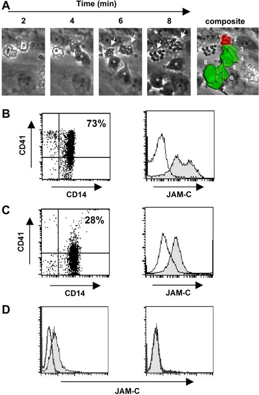 Figure 3. Transmigration of adherent human monocytes decorated with platelets under flow. (A) Human monocytes decorated with platelets (NycoPrep preparation) were captured onto HUVEC luminal surfaces under flow (separate panels; black stars). The attached platelets switched adhesion from monocyte to endothelial luminal surfaces (white arrows) as the monocyte underwent transmigration into the abluminal compartment (white stars). The composite image demonstrates that the platelets remained adherent under flow at the original site of transmigration on the endothelium (red area) during the course of monocyte abluminal migration (2-8 minutes; green area). (B) Monocytes purified by NycoPrep displayed high levels of the platelet marker CD41 and of JAM-C. Monocytes (CD14+) purified using NycoPrep displayed higher, more heterogeneous levels of CD41 (top right quadrant; 28% total monocyte population). Histogram of JAM-C expression on gated CD14+ cells also showed high heterogeneous levels of JAM-C on membrane surfaces (▩). (C) Monocytes purified by negative selection displayed markers associated with adherent platelets. Monocytes (CD14+) purified by negative selection and devoid of visible platelets still displayed lower levels of CD41 (CD41+ population designated in top right quadrant; 73% total monocyte population). Histogram of JAM-C expression confirmed expression of JAM-C but at lower levels (▩) to monocytes prepared by NycoPrep. (D) Monocyte-associated JAM-C expression was lost after transmigration. Transmigrated monocytes (95%+) in HUVEC coculture under flow were rescued by trypsinisation and labeled with an antibody to JAM-C. Analysis by flow cytometry of monocyte suspensions treated with trypsin remained JAM-C+ (▩; left panel), but rescued monocytes from trypsinized HUVEC–monocyte suspensions were JAM-C− (▩; right panel).
