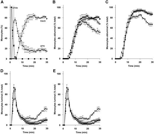Figure 5. Migration pattern of human monocytes in HUVEC cocultures under flow. (A) Monocytes were flowed over activated HUVECs for 5 minutes (area marked in gray). Monocytes were individually tracked, and their positions were marked at 1-minute intervals. Monocytes captured from free flow become rapidly activated by rolling on the luminal surface, changing phase from white (■) to gray (▴) before transmigrating into the ablumen (phase-black; ▾). (B) A functional blocking antibody to JAM-C and solJAM-C induced reverse transmigration. The abluminal (B) and luminal positions (D) of monocytes in HUVEC cocultures are shown untreated with antibody (●) or treated with D22 (▴) or H33 (▾). The abluminal (C) and luminal positions (E) of monocytes in HUVEC cocultures are shown untreated (●) or treated with flag peptide control (▴) or solJAM-C (▾). A decrease in abluminal monocytes was paralleled by an increase in abluminal monocytes for H33 (B,D) and solJAM-C (C,E), indicating an increased rate of reverse transmigration. Data are presented as the means of 3 fields (± SEM).