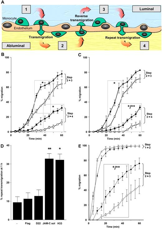 Figure 6. Increased multiple transmigration events of human monocytes with blocking antibody to JAM-C and solJAM-C in flow. (A) Monocytes captured from free flow became activated and firmly adhered to HUVEC luminal surfaces (step 1). Monocytes migrating on luminal surfaces could move into the ablumen by migrating between junctions of adjacent endothelial cells (transmigration; step 2), which could be followed by transmigration in the abluminal-to-luminal direction (reverse transmigration) back onto luminal surfaces (step 3). A further transendothelial migration event (repeat transmigration) led to a return to the ablumen (step 4). (B) Adherent monocytes in coculture with HUVECs were individually tracked and monitored for transmigration between different compartments over 60 minutes. Increased reverse transmigration was observed for cocultures treated with functional blocking mAbs to JAM-C (●) compared with nonfunctional blocking antibody D22 (○). Monocytes with a reverse-transmigratory phenotype treated with H33 repeat-transmigrate back into the ablumen at higher levels (■) compared with D22 (□). (C) This increases in reverse, and repeat transmigration was also seen with solJAM-C (■, ●) compared with flag peptide control (□, ○). Increased repeat transmigration was observed for mAb H33 and solJAM-C (*P < .05; **P < .01) at time points marked with gray boxes. (D) A summary of the number of monocytes that had repeat-transmigrated in 60 minutes demonstrates that mAb H33 and solJAM-C induced similar levels of repeat transmigration. Reverse and repeat transmigration are presented as a percentage of total monocytes captured from flow per unit field. Data are presented as the mean of 3 fields with SEM and represent a single representative experiment (N = 3). (E) Monocytes cocultured on HUVECs under flow transfected with siRNAs against JAM-C (▴) or a sham-transfected control (▵) exhibited similar transmigration profiles (steps 1-2), but increased reverse transmigration (steps 3-4) was associated with reduced JAM-C expression (●) compared with the control (○) at time points marked by the gray box (*P < .05; **P < .01). Error bars in all figures represent SEM.