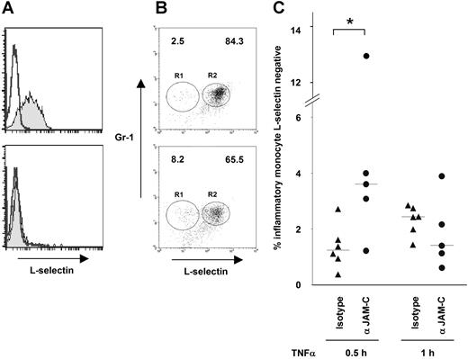 Figure 7. Blocking antibody to JAM-C increases number of L-selectin− inflammatory monocytes in the blood of mice with peritonitis. (A) L-selectin expression on purified human monocytes was lost after transmigration. Transmigrated monocytes were rescued by trypsinisation and labeled with anti–L-selectin FITC. As a control, analysis by flow cytometry of monocyte suspensions treated with trypsin at the same concentration for the same time remained L-selectin+ (top panel), but rescued monocytes from trypsinized HUVEC-monocyte suspensions were L-selectin− (bottom panel). (B) L-selectin expression on peripheral blood mouse inflammatory monocytes at 30 minutes after thioglycollate-induced peritonitis is shown. Example profiles are shown of L-selectin expression analysis on peripheral blood inflammatory monocytes (Mac-1+/F4/80+/Gr1+) from an individual mouse treated with either a control antibody (top panel) or a blocking antibody to JAM-C (bottom panel). L-selectin− monocytes are gated on R1 and L-selectin+ monocytes are gated on R2. Numbers represent percentage of total gated population. (C) Mice treated with the JAM-C–blocking mAb H33 (n = 5) showed a significant increase in L-selectin− inflammatory monocytes in the blood (median, 3.61%) at 30 minutes compared with an isotype control antibody (median, 1.24%; n = 6). The median value for each experimental group is marked with a horizontal bar. Statistical analysis was conducted using the Mann-Whitney U test (*P = .03).