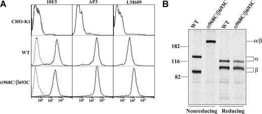 Figure 1. Expression and disulfide bond formation of αIIbβ3 integrins on CHO-K1 cells. (A) Immunofluorescence flow cytometry of CHO-K1 transfectants. CHO-K1 cells stably transfected with the wild-type (WT) or cysteine mutant (α968C/β693C) αIIbβ3 integrin were immunostained with 10E5 (anti-αIIb), AP3 (anti-β3), and LM609 (anti-αVβ3 complex) and detected by flow cytometry (–). Mock-transfected CHO-K1 cells were used as a control. Cells immunostained with X63 control IgG are shown (----). (B) Immunoprecipitation. Lysates from (35)S-labeled CHO-K1 stable transfectants were immunoprecipitated with mAb 10E5 (anti-αIIb). The precipitates of WT or α968C/β693C mutant were treated with nonreducing or reducing loading buffer and subjected to 7.5% SDS-PAGE. Bands of αIIb (α), β3 (β), and αIIb/β3 (α/β) heterodimer are indicated. Positions of protein molecular size markers (in kDa) are shown on the left.