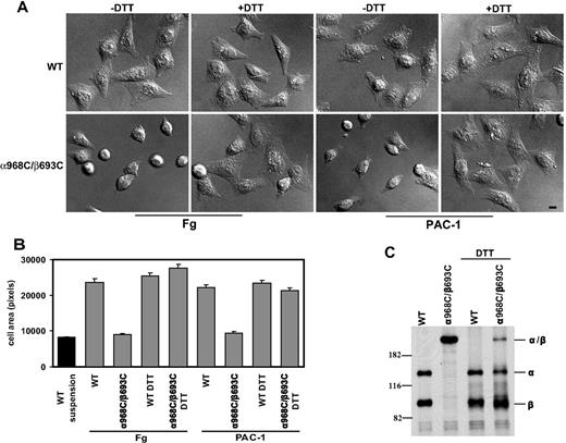 Figure 3. Cell spreading assay. (A) Differential interference contrast (DIC) images of CHO-K1 stable transfectants after adhering at 37°C to immobilized human fibrinogen (in the presence of 10 μg/mL mAb LM609) or ligand-mimic mAb PAC-1 in the presence or absence of 1 mM DTT. The images are representatives from 1 of 3 independent experiments. Scale bar represents 10 μm. (B) Quantification of the areas of adhering/spreading cells as described in “Cell spreading and microscopy.” Error bars are SD. (C) Reduction of the disulfide bond by DTT. The (35)S-labeled transfectants were allowed to adhere on immobilized fibrinogen at 37°C for 1 hour in the presence or absence of 1 mM DTT, followed by immunoprecipitation with 10E5 (anti- αIIb), and loaded on 7.5% SDS-PAGE under nonreducing condition. The bands corresponding to αIIb (α), β3 (β), or αIIbβ3 (α/β) heterodimer are indicated. Positions of protein molecular size markers (in kDa) are shown on the left.