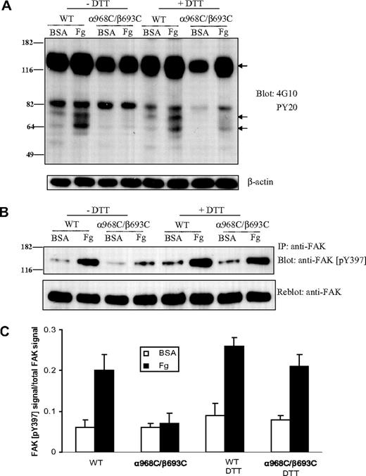 Figure 6. Protein tyrosine phosphorylation after cell adhesion on immobilized ligand. (A) Protein tyrosine phosphorylation in CHO-K1 cells stably transfected with WT or mutant (α968C/β693C) αIIb/β3 after adhering to immobilized fibrinogen or BSA (in the presence of 10 μg/mL mAb LM609) in the presence or absence of 1 mM DTT for 1 hour. Total cell lysates were blotted with antiphosphotyrosine mAb 4G10 and PY20 and reblotted with anti–β-actin (lower panel). The arrows indicate the position of 3 proteins that exhibited significantly increased phosphotyrosine signal following adhesion on fibrinogen. Positions of protein molecular size marker (in kDa) are shown on the left. (B) Tyrosine phosphorylation of focal adhesion kinase (FAK) in the transfected CHO-K1 cells. Cells were adhered on fibrinogen or BSA-coated culture dish for 1 hour followed by lysis. Lysates of adhering cells were immunoprecipitated with anti-FAK mAb and blotted with anti-FAK (pY397) (rabbit antiserum) (upper panel). The same membrane was then stripped and reblotted with anti-FAK rabbit polyclonal IgG (lower panel). (C) Quantification of tyrosine phosphorylation of FAK. The intensities of blotted phospho-FAK (Tyr397) and total FAK were quantified as described in “Immunoprecipitation and Western blotting.” The extent of FAK tyrosine phosphorylation was expressed as a percentage of phospho-FAK (pY397) signals relative to total FAK signals. Results are average of 3 independent experiments. Error bars are SD.