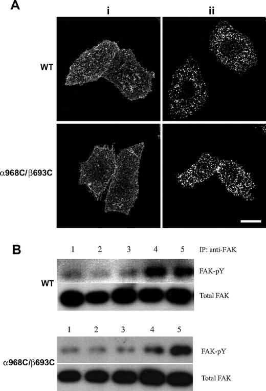 Figure 7. Antibody-induced integrin clustering and its effect on FAK activation. (A) Confocal images of integrin clustering induced by antibody. The stably transfected cells grown on Delta T dishes were stained with nonfunctional anti-αIIbβ3 mAb, followed by staining with goat anti–mouse IgG conjugated with Alexa Fluor 488 after (i) or before (ii) fixation. Scale bar represents 10 μm. (B) WT or α968C/β693C mutant CHO-K1 cell transfectants in suspension were incubated with (lanes 2, 3) or without (lane 1) noninhibitory anti-αIIbβ3 mAb in the absence (lane 2) or presence (lane 3) of goat anti–mouse IgG at 37°C for 1 hour. As a control, cells were incubated with ligand-mimetic antibody PAC-1 (lane 4) in the presence of 1 mM Mn2+ and 10 μg/mL activating antibody PT25–2 or adhered on Fg-coated dish (lane 5) in the absence (for WT) or presence (for α968C/β693C) of 1 mM DTT. FAK was immunoprecipitated from the cell lysate and blotted with antiphosphotyrosine mAb 4G10 (FAK-pY) and reblotted with anti-FAK (total FAK).