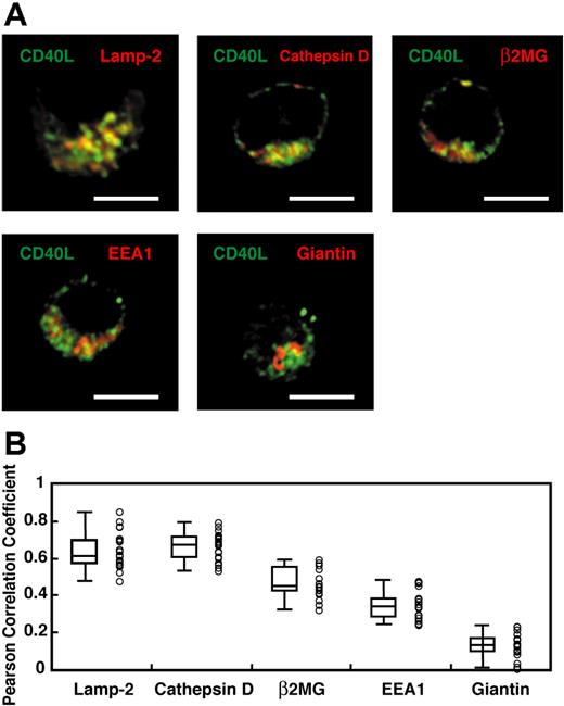 Figure 2. Preformed CD40L exists in lysosomal compartments. (A) In vivo–primed TCR transgenic CD4+ effector T cells were enriched by negative selection and identified based on Vβ3 staining by fluorescent microscopy (data not shown) as described in “Flow cytometric analysis of CD40L expression.” These cells were subsequently analyzed for colocalization of CD40L with compartment markers. Merged pictures between CD40L (green) and the compartment markers, Lamp-2, cathepsin D, β2-microglobulin (β2MG), EEA-1, and giantin (red) are shown. Representative pictures of 1 Z-section from a stack are shown. Scale bar equals 4 μm. (B) The Pearson correlation coefficient between CD40L and each compartment marker was obtained as described in “Fixed cell microscopy, data processing, and analysis of colocalization.” A total of 20 cells and 30 to 50 Z sections for each cell from 2 experiments were analyzed. Each circle represents data from a single cell. Median (bar in the box), interquartile ranges (boxes), and maximums and minimums (whiskers) are also shown. The Pearson correlation coefficient for CD40L–Lamp-2 and CD40L–cathepsin D are significantly higher than those for CD40L-β2MG, CD40L–EEA-1, and CD40L-giantin (P < .005; Wilcoxon rank-sum test). There is no statistical difference between CD40L–Lamp-2 and CD40L–cathepsin D (P = .20; Wilcoxon rank-sum test).