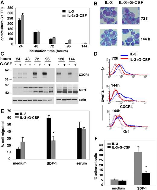 Figure 1. Effects of G-CSF on the growth, differentiation, and CXCR4 expression in the IL-3–dependent 32Dcl3 myeloid cells. (A) DNA synthesis in 32Dcl3 cells cultured for 24 to 144 hours in the presence of IL-3 alone or IL-3 plus G-CSF measured by 3H thymidine incorporation. The error bars represent standard deviation (SD) of the mean (triplicate cultures). (B) Microscopic morphology of 32Dcl3 cells cultured for 72 and 144 hours with IL-3 alone or with IL-3 plus G-CSF. Cytospin preparations were stained with May-Grünwald-Giemsa and mounted with PBS/1% glycerol. Cells were visualized through an Eclipse 6600 Nikon microscope (Melville, NY) equipped with a 60×1.40 oil objective (Nikon), and photographed with a Cool Snaps fx Roper Camera (Roper Scientific, Duluth, GA). Images were acquired with IPlab software (Biovision Technologies, Fairfax, VA) and imported into Adobe Photoshop 7.0 software (Adobe, San Jose, CA). (C) Western blot analysis of CXCR4, MPO, and actin content in 32Dcl3 cells cultured for 24 to 144 hours with IL-3 alone or with IL-3 plus G-CSF. The blot was stained with antibodies to CXCR4 then stripped and stained for actin first and then for MPO. (D) Flow cytometric analysis of CXCR4 and Gr-1 surface levels in 32Dcl3 cells cultured with IL-3 alone or IL-3 plus G-CSF for 72 and 144 hours. Background fluorescence with control antibodies is also shown (dotted line). (E) Transwell migration of 32Dcl3 cells in response to recombinant SDF-1α or serum. Cells were precultured for 3 days with IL-3 alone or with IL-3 plus G-CSF. The results (expressed as the percentage of input cells) reflect the mean of 3 experiments, each performed in triplicate. The error bars represent SD of the mean (*P < .05). (F) Attachment of 32Dcl3 cells to wells coated with SDF-1α or medium only. Cells were precultured for 3 days with IL-3 alone or with IL-3 plus G-CSF. The results reflect the means of 3 experiments, each performed in 5 replicates. Results are expressed as the percentage of input cells; error bars represent SD of the mean (*P < .05).