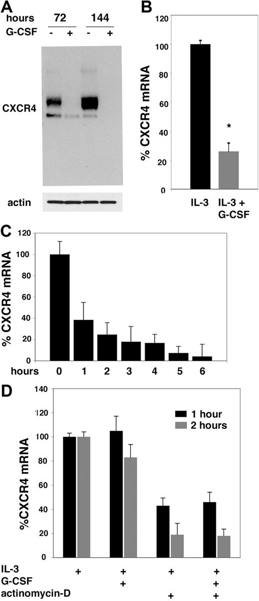 Figure 2. G-CSF regulation of CXCR4 mRNA synthesis. (A) Appearance of CXCR4-related bands evaluated by Western blotting. 32Dcl3 cells were cultured for 3 and 6 days with IL-3 alone or with IL-3 plus G-CSF. (B) CXCR4 mRNA levels were measured by quantitative PCR. 32Dcl3 cells were cultured for 3 days with IL-3 alone or IL-3 plus G-CSF. The results reflect the means of 3 experiments; the error bars reflect SD of the mean (*P < .05). (C) Kinetic of CXCR4 mRNA decay was measured by quantitative PCR. 32Dcl3 cells were cultured for 1 to 6 hours in the presence of actinomycin-D. The results are from a representative experiment and reflect the means of triplicate determinations; the error bars represent SD of the mean. (D) Effects of G-CSF on CXCR4 mRNA decay measured by quantitative PCR. 32Dcl3 cells were cultured for 1 hour or 2 hours with or without actinomycin-D in the presence of IL-3 alone or with IL-3 plus G-CSF. The results (expressed as percentage of CXCR4 mRNA in cells cultured with IL-3 alone) reflect the means of triplicate determinations; the error bars represent SD of the mean.