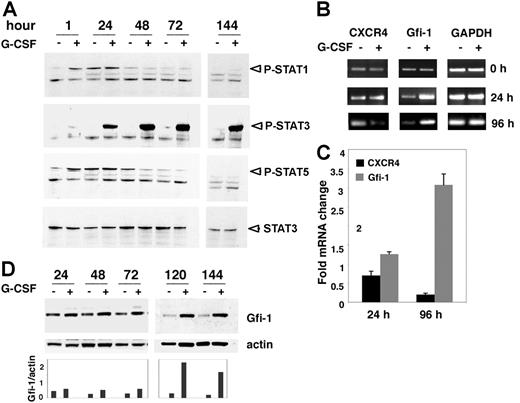 Figure 4. G-CSF induced STAT3 signaling and Gfi-1 expression. (A) Western blot analysis of STAT1, STAT3, and STAT5 phosphorylation in cell lysates of 32Dcl3 cells cultured for 1 to 144 hours with IL-3 alone or with IL-3 plus G-CSF. Blots were first stained for phosphorylated Stat1 and then stripped and reprobed for P-STAT3, PSTAT5, and total STAT3. (B) Semiquantitative RT-PCR analysis of CXCR4, Gfi-1, and GAPDH mRNAs in 32Dcl3 cells before subculture (time 0) or after incubation with IL-3 alone or with IL-3 plus G-CSF for 24 and 96 hours. Representative experiment (n = 5). (C) Real-time RT-PCR analysis of CXCR4 and Gfi-1 mRNA in 32Dcl3 cells after 24 and 96 hours of incubation with IL-3 alone or with IL-3 pus G-CSF. The results reflect the mean fold (± SD) mRNA change in cells cultured with IL-3 plus G-CSF relative to cells cultured in IL-3 alone. (D) Kinetics of G-CSF–induced Gfi-1 protein expression evaluated by Western blotting. 32Dcl3 cells were cultured for 24 to 144 hours with IL-3 alone or with IL-3 plus G-CSF. The blots were stripped and restained for actin. Relative ratios of Gfi-1 to actin are shown in the lower bar graph.