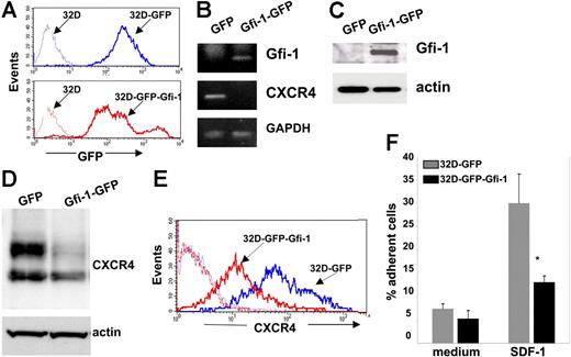 Figure 5. Gfi-1 transduction in 32Dcl3 cells and its effect on CXCR4 expression. (A) GFP expression in 32Dcl3 cells infected with control and Gfi-1 retrovirus was detected by flow cytometry. The profile of noninfected 32Dcl3 cells is also shown (--------). (B) Gfi-1, CXCR4, and GAPDH mRNAs in 32Dcl3 cells infected with control and Gfi-1 retroviruses were detected by semiquantitative RT-PCR. (C) Gfi-1 and actin were detected by Western blotting in cell lysates of 32Dcl3 cells infected with control and Gfi-1 retroviruses; representative results. (D) Western blot analysis of CXCR4 and actin in cell lysates of 32Dcl3 cells infected with control and Gfi-1 retroviruses; representative results. (E) Surface CXCR4 expression in 32Dcl3 cells infected with control and Gfi-1 retroviruses detected by flow cytometry. Background staining with control antibody is shown (--------). (F) Attachment of 32Dcl3 cells infected with control and Gfi-1 retroviruses to wells coated with SDF-1α or medium only. Results are expressed as the percentage of cell input; error bars represent SD of the mean (*P < .05).