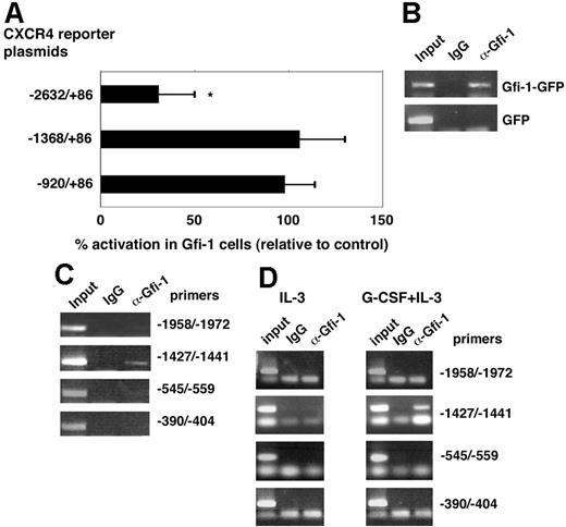 Figure 6. CXCR4 promoter activity with Gfi-1 overexpression and Gfi-1 binding to CXCR4 upstream sequences. (A) Luciferase activity after transfection of CXCR4 reporter plasmids in 32Dcl3 cells overexpressing Gfi-1. The results reflect the percentage of the mean activation of luciferase activity in 32Dcl3 cells transduced with Gfi-1 relative to luciferase activity in control-transduced cells (set at 100%). The results reflect the means of 4 experiments; the error bars represent SD of the mean (*P < .05). (B) Representative ChIP results from cell lysates of 32Dcl3 cells overexpressing Gfi-1 (Gfi-1–GFP) or control (GFP). Anti–Gfi-1 antibodies and control IgG were used for immunoprecipitation. The results reflect PCR amplification of genomic sequences upstream of the CXCR4 gene transcription start site (−1427/−1441). (C) PCR results from the indicated primer sets after ChIP of cell lysates from 32Dcl3 cells transduced with Gfi-1; representative results. (D) Cell lysates from 32Dcl3 cells cultured for 3 days with IL-3 alone or with IL-3 plus G-CSF were used for ChIP with antibodies to Gfi-1 or control IgG. Representative PCR results from the indicated primer sets.