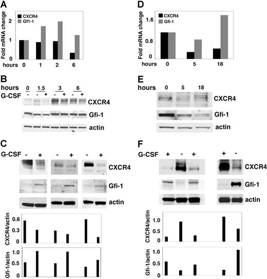 Figure 7. In vitro and in vivo effects of G-CSF on CXCR4 and Gfi-1 expression in primary granulocytic lineage cells. (A) CXCR4 and Gfi-1 mRNA levels measured by real-time RT-PCR in Gr1+ bone marrow cells cultured in vitro with G-CSF for 1 hour to 6 hours. The results reflect the relative change in mRNA levels after culture compared with before culture; representative of 3 experiments. (B) CXCR4, Gfi-1, and actin levels detected by immunoblotting in Gr1+ bone marrow cells cultured in vitro with or without G-CSF for 1.5 to 6 hours; representative of 3 experiments. (C) CXCR4, Gfi-1, and actin content in cell lysates of Gr1+ bone marrow-derived cells after 18 hours of culture with G-CSF detected by Western blotting. The results reflect 3 independent experiments. Relative ratios of CXCR4/actin and Gfi-1/actin are shown in the bottom bar graph. (D) RNA was extracted from bone marrow Gr1+ cells from control mice, and mice were injected once with G-SCF 5 and 18 hours earlier. CXCR4 and Gfi-1 mRNA levels detected by real-time RT-PCR. The results reflect the relative change in mRNA levels in Gr1+ cells from mice treated with G-CSF compared with control. (E) Cells lysates were prepared from Gr1+ cells of control mice, and mice were injected once with G-CSF 5 and 18 hours earlier. CXCR4, Gfi-1, and actin levels were detected by immunoblotting. (F) After the mice were treated with G-CSF or diluent daily for 5 days, Gr1+ cells were purified from the bone marrow, and their content of CXCR4, Gfi-1, and actin were evaluated by Western blotting. The results are from 3 independent experiments. Relative ratios of CXCR4/actin and Gfi-1/actin are shown in the bottom bar graph.