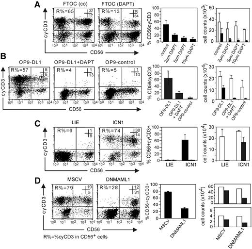 Figure 4. Notch signaling favors the differentiation of NK cells with cyCD3 expression. Numbers in the dot plots show the frequency of cells in the respective top right and bottom right quadrants. R% indicates the frequency of cyCD3+ cells within the CD56+ cell population. (A) The generation of cyCD3+ NK cells in FTOC can be inhibited by DAPT. Dot-plot analysis of cyCD3 (y-axis) versus CD56 expression (x-axis) in human CD56+ cells generated in FTOC starting from human CD34+Lin− CB cells after 14 days of culture with different concentrations of DAPT. Note the dose-dependent decrease in both the frequency and the absolute number of cyCD3+CD56+ cells when the Notch pathway is inhibited by the γ-secretase inhibitor. The left bar diagram shows the frequencies of cyCD3+CD56+ NK cells; the far right bar diagram shows the absolute number of CD56+ NK cells (□) or cyCD3+CD56+ NK cells (■) obtained in FTOC with different concentrations of DAPT as indicated on the x-axis. Bars represent means and SD of 3 independent experiments. (B) Notch signaling by DL1 favors the generation of cyCD3+ NK cells on stromal cell coculture. Dot-plot analysis of cyCD3 (y-axis) versus CD56 expression (x-axis) in human CD56+ cells generated on stromal cell line OP9-control or OP9-DL1 as indicated starting from human CD34 CB cells after 14 days of culture. Note the high frequency and absolute number of cyCD3+CD56+ cells when the Notch pathway is triggered by DL1 (OP9-DL1), and the low frequency when the DL1 signal is absent (OP9-control) or inhibited by the γ-secretase inhibitor DAPT. Left bar diagram shows the frequencies of cyCD3+CD56+ NK cells; the far right bar diagram shows the absolute number of CD56+ NK cells (□) or cyCD3+CD56+ NK cells (■) in different culture conditions as described on the x-axis. Bars represent means and SD of 3 independent experiments. (C) ICN1-transduced CB cells generate cyCD3+ NK cells on coculture with the MS-5 stromal cell line. Dot-plot analysis of cyCD3 (y-axis) versus CD56 expression (x-axis) in human CD56+ cells generated on MS-5 stromal cells starting from human CD34+ CB cells either transduced with LZRS-IRES-EGFP (LIE) or ICN1 after 14 days of coculture on the MS-5 stromal cell line with the mix of Ftl-3L, SCF, IL-7, and IL-15. Note the high frequency and total numbers of cyCD3+CD56+ NK cells when the Notch pathway is triggered by ICN1. Left bar diagram shows the frequencies of cyCD3+CD56+ NK cells; far right bar diagram shows the absolute number of CD56+ NK cells (□) or cyCD3+CD56+ NK cells (■) for the cells generated from either ICN1- or LIE-transduced cells as described on the x-axis. Bars represent means and SD of 2 independent experiments. (D) DNMAML1 inhibits the generation of cyCD3+ NK cells starting from CB on OP9-DL1 cells. Dot-plot analysis of cyCD3 (y-axis) versus CD56 expression (x-axis) in human CD56+ cells generated on OP9-DL1 stromal cells starting from human CD34+ CB cells either transduced with control EGFP murine stem cell virus vector (MSCV) or DNMAML1 after 18 to 20 days of coculture with Flt-3L, SCF, IL-7, and IL-15. Note the low frequency and numbers of cyCD3+CD56+ NK cells when the Notch-CSL complex is inhibited by DNML1. Left bar diagram shows the frequencies of cyCD3+CD56+ NK cells, and the 2 far right bar diagrams show the absolute number of CD56+ NK cells (□) or cyCD3+CD56+ NK cells (■) generated from control (MSCV) or DNMAML1-transduced CB cells as described on the x-axis. Due to the large interindividual variation of the 2 independent experiments, the results are shown separately.