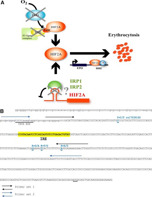 Figure 1. Hypothesis for HIF-2α deregulation through putative mutations present in its 5′ IRE and mutational sequence screening of the 5′ UTR of HIF2A. (A)Iron and oxygen regulation of HIF-2α (EPAS1) in oxygen homeostasis. Availability of iron influences the level of HIF-induced Epo gene transcription via binding to the 5′ IRE of HIF2A. In iron deficiency, the IRE is bound by iron regulatory proteins (IRPs), which prevent HIF-2α translation, but when iron is replete, the IRPs cannot bind the IRE and do not impede HIF-2α protein expression. In hypoxia, HIF-2α is free to escape proteasomal degradation and induce Epo gene expression. The loss of translational inhibition due to mutations in the HIF2A IRE may result in inappropriately high HIF-2α levels with deregulated Epo production, thus allowing for the development of erythrocytosis. (B) Sequence of the 5′ UTR region of HIF2A. The IRE region is indicated in yellow (nucleotides 81298 to 81330; RefSeq AC016696). Primer sets 1 and 2 are as indicated by black and blue arrows, respectively. All SNPs are indicated in blue. Described SNP rs17039192 is labeled Y and located at nucleotide 81261. The 3 uncharacterized SNPs are indicated by R, K, and R, and are located at nucleotides 81405, 81411, and 81424. TATA box and ATG sequences are underlined.