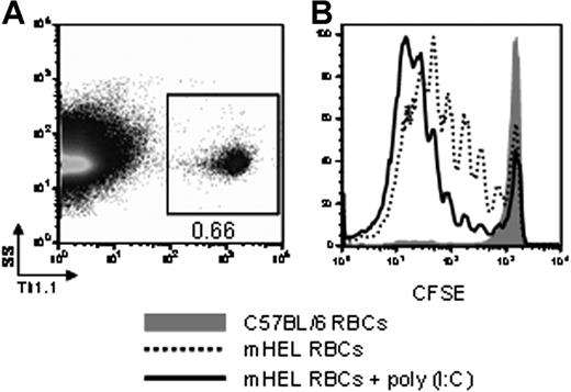 Figure 6. Increased division of antigen-specific CD4+ T cells in the presence of poly (I:C), following transfusion with mHEL RBCs. After adoptive transfer of CFSE-labeled antigen-specific 3A9 × B6.PL-Thy1.1 CD4+ T cells, recipients were transfused with mHEL or control C57BL/6 RBCs, in the presence or absence of inflammation with poly (I:C). Three days later, splenocytes were analyzed for division of 3A9 × B6.PL-Thy1.1 cells. (A) Gating on Thy1.1+ adoptively transferred 3A9 × B6.PL-Thy1.1 cells. Numbers represent percentage of cells in gate. (B) CFSE division of the antigen-specific CD4+ T-cell population (gray shaded histogram is C57BL/6 control; dotted-line histogram is transfused with mHEL; and solid-line histogram is transfused with mHEL in the presence of poly (I:C)). Staining from representative mice is shown, and y-axes of histograms represent percentage of maximum peak value. This experiment was performed 3 times with similar results.