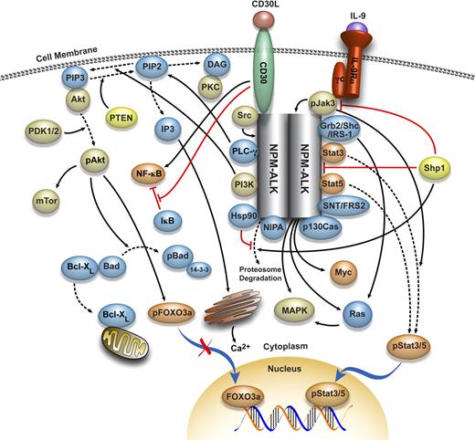 Figure 1. Molecular network interacting with NPM-ALK. A complex network of protein kinases, protein phosphatases, transcription factors, apoptosis and cell-cycle regulators, adaptor proteins, and other molecules has been proposed to interact with NPM-ALK. The association and interaction between NPM-ALK and the majority of these molecules have been documented and briefly discussed in this review article. This model provides a rationale for designing specific and selective therapeutics that can target, individually or synergistically, members of this network and disrupt their oncogenic effects.