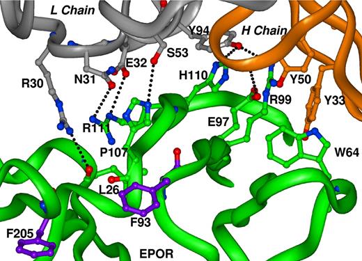 Figure 4. Interaction of ABT007 Fab-EPOR. Crystal structure of the binding region of a single Fab-EPOR monomeric complex. Gray represents the ABT007 Fab light chain, brown represents the ABT007 Fab heavy chain, and green represents EPOR. Highlighted residues are directly involved in Fab/EPOR binding. Residues F93 and F205 of EPOR, highlighted in purple, are key residues involved in binding EPO and are not involved in Fab binding.