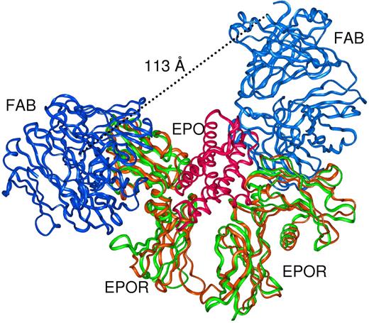 Figure 5. Comparison of the Fab-EPOR complex with the EPO-activated EPOR crystal structure. Two copies of ABT007 Fab (blue) complexed to EPO-activated EPOR dimer (green) are superimposed onto the EPO-activated (red) EPOR dimer (brown, 1EER)7 complex. Two independent Fab fragments can be accommodated on the EPO-activated form of EPOR, but the carboxyl termini of the Fab fragments are too distant (11.3 nm) to be derived from a single IgG.