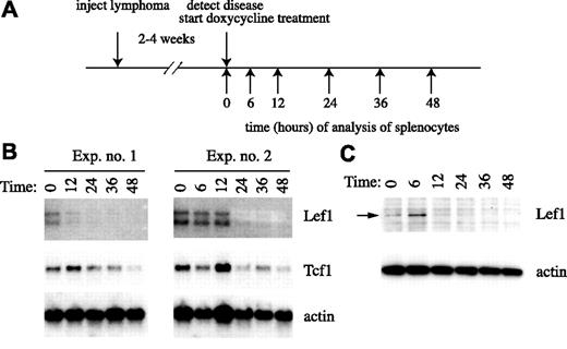 Figure 4. In vivo regulation of Lef1 by Notch1 in T-cell lymphomas. (A) Schematic of experimental design. (B) Northern blot of mRNA isolated from the spleens of tTA-Nic lymphoma–carrying mice with disease at the indicated time point (hours) after initiation of doxycycline treatment. Two independent experiments are shown. The blots were probed sequentially with cDNA probes specific for Lef1, Tcf1, or actin as indicated. (C) Western blot of protein extracts prepared from splenocytes of diseased mice at the indicated time (hours) after initiation of doxycycline treatment. The blot was probed sequentially with anti-Lef1 and anti-actin antibodies as indicated.