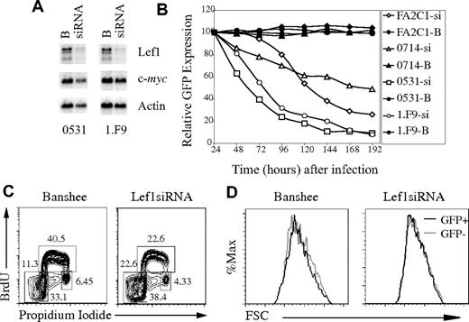Figure 6. Lef1 is required for survival of T-cell lymphomas. (A) Northern blot of mRNA extracted from 0531 and 1.F9 cells infected with Banshee (“B”) or LEF1 siRNA (siRNA) virus 48 hours after infection. The blot was probed sequentially with cDNA probes complementary to Lef1, c-myc, and actin. (B) Lymphoma lines were infected with Banshee control (“B”; closed symbols) or Lef1 siRNA (si; open symbols) retrovirus, and the percentage of cells expressing GFP was determined every 24 hours by flow cytometry. The relative percentage of GFP+ compared with 24 hours is shown. (C) Flow cytometric cell-cycle analysis of 0531 cells infected with Banshee (left) or Lef1 siRNA virus (right) after a 30-minute pulse with BrdU and staining with anti-BrdU and propidium iodide. The percentage of cells in each gate is indicated. (D) Forward light scatter for GFP+ (■) and GFP− (▩) cells from Banshee- or Lef1 siRNA-infected lymphomas 48 hours after infection.