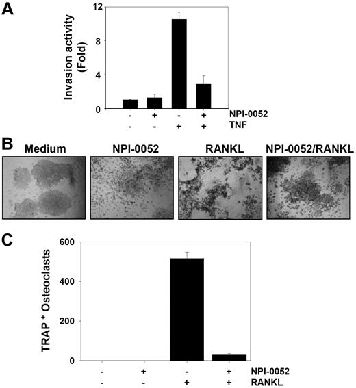 Figure 2. NPI-0052 suppresses TNF-induced invasive activity and RANKL-induced osteoclastogenesis. (A) H1299 cells (2.5 × 104) were seeded into the upper wells of a Matrigel invasion chamber overnight in the absence of serum, pretreated with 50 nM NPI-0052 for 4 hours, treated with 1 nM TNF for 24 hours in the presence of 5% serum, and then subjected to invasion assay. The value for no NPI-0052 and no TNF was set to 1.0. (B) RAW 264.7 cells (104) were plated overnight, pretreated with 50 nM NPI-0052 for 4 hours, and then treated with 5 nM RANKL. At 5 days later, cells were stained for TRAP and evaluated for osteoclastogenesis. Cells were analyzed under a phase contrast microscope (Nikon, Tokyo, Japan) and photographs were taken using Photometrics Coolsnap CF color camera (Nikon, Lewisville, TX). (C) Photographs were taken after 5 days of incubation with RANKL. The numbers of TRAP-positive multinucleated osteoclasts (> 3 nuclei) per well were counted. Error bars indicate SD of triplicate value.