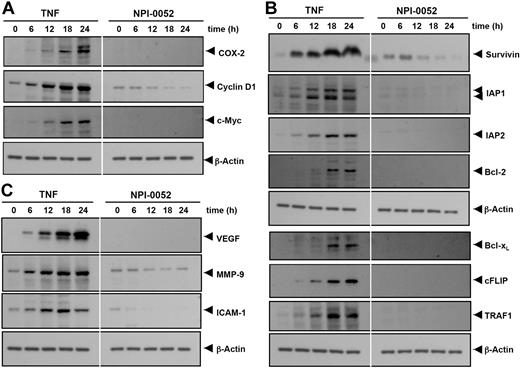 Figure 3. NPI-0052 represses TNF-induced NF-κB–dependent expression of proliferation-, antiapoptosis-, and metastasis-related gene products. Proliferative (A), antiapoptotic (B), and metastatic (C) gene products are shown. KBM-5 cells were incubated with 50 nM NPI-0052 for 4 hours and then treated with 1 nM TNF for the indicated times. Whole-cell extracts were prepared, and 30 μg of the whole-cell lysate was resolved by SDS-PAGE, electrotransferred to nitrocellulose membrane, sliced from the membrane based on the molecular weight, and then probed with antibodies against survivin, IAP1/2, Bcl-2, Bcl-xL, cFLIP, TRAF1, VEGF, MMP-9, ICAM-1, COX-2, c-Myc, Cyclin D1, or β-actin as described in “Materials and methods.” TNF-treated and TNF plus NPI-0052-treated samples were run on the same gel under identical conditions and probed with the same immunoblotting solutions.