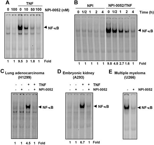 Figure 4. NPI-0052 inhibits both inducible and constitutive NF-κB activation in a dose- and time-dependent manner. (A) KBM-5 cells were incubated with the indicated concentrations of NPI-0052 for 4 hours and then exposed to 0.1 nM TNF for 30 minutes. The nuclear extracts were subjected to EMSA to evaluate NF-κB activation. (B) Cells were preincubated with 50 nM NPI-0052 for the indicated times, treated with 0.1 nM TNF for 30 minutes, and then subjected to EMSA to evaluate NF-κB activation. H1299 (C) or A293 (D) cells were pretreated with 50 nM NPI-0052 for 4 hours and then treated with 0.1 nM TNF for 30 minutes. The nuclear extracts were then prepared and assayed for NF-κB by EMSA as described in “Materials and methods.” (E) U266 cells with constitutive NF-κB activation cells were incubated with (±) 50 nM NPI-0052 for 12 hours. Nuclear extracts were prepared and analyzed for NF-κB activation by EMSA.